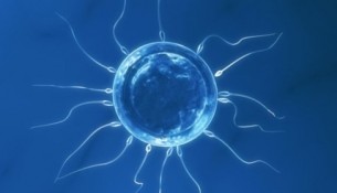 create sperm in a laboratory